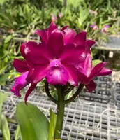 Ctt. Tristar Bouquet (MCL140) (Hybrid) Ctt.=Cattlianthe