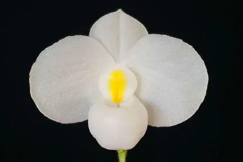 Paphiopedilum delenatii forma album (Paphiopedilum)