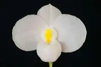 Paphiopedilum delenatii forma album