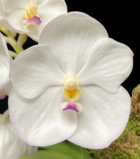 Vanda Muang Thong 'Pink Lip' (Vanda)