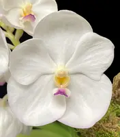 Vanda Muang Thong 'Pink Lip'