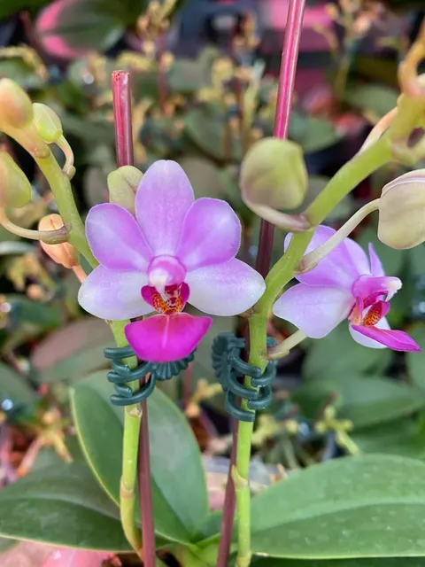 Phalaenopsis Liu's Berry 'orchid House'