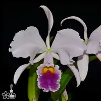 [Bare-root][New] #CA# C. trianaei f. coerulea 藍特里 [2.4" NBS][Sept in stock 26]