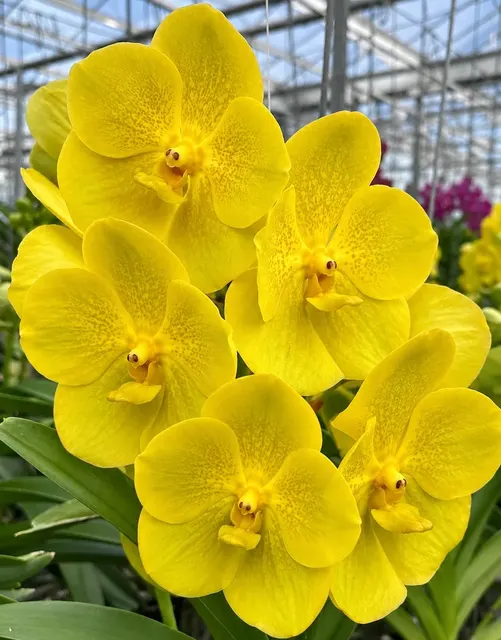 Vanda Jiraprapa × Pranermpai (Vanda)