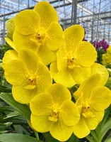 Vanda Jiraprapa x Pranermpai Blooming Size