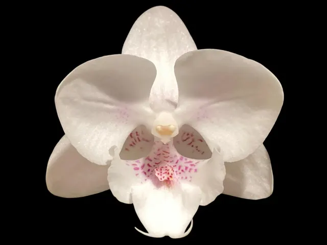 Phalaenopsis White Butterfly