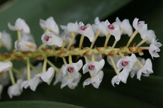Eria densa (Eria)