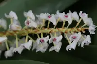 Eria densa