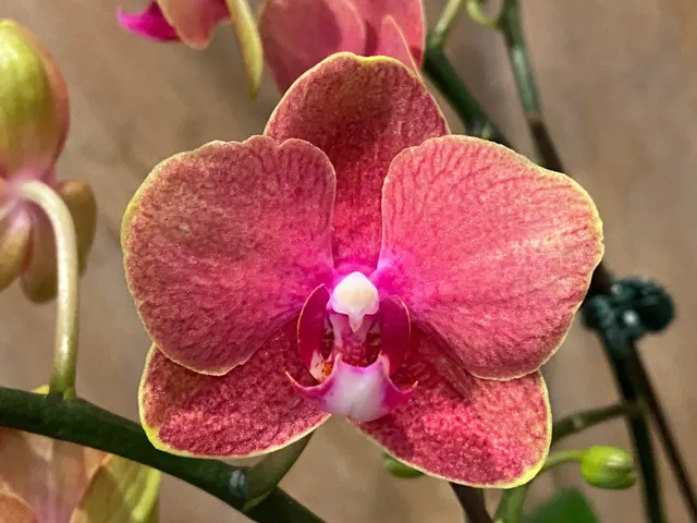 Phalaenopsis Novelty Orange