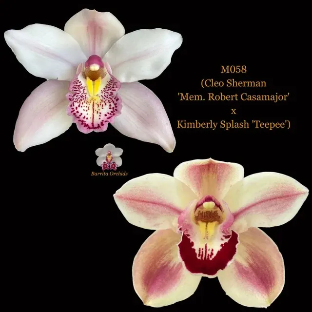 Cymbidium Seedling M058 'Mem. Robert Casamajor' (Cymbidium)