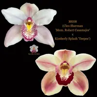 Cymbidium Seedling M058 (Cleo Sherman 'Mem. Robert Casamajor' x Kimberly Splash 'Teepee')