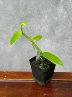 Vanilla Orchid Vine Plant 3" Pot - Vanilla tahitensis - Rooted Cutting with New Growth