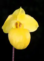 Paphiopedilum armeniacum