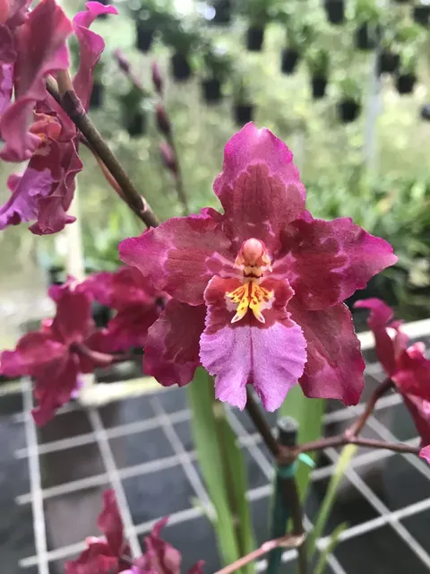 Wilsonara Lisa Devoe 'Burgundy'
