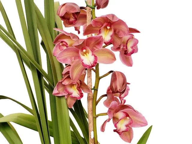 Cymbidium 2030 Especial
