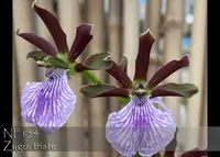 Zygo. triste (triste ' Brazil Treat ' x triste ' Sweet Fragrance')