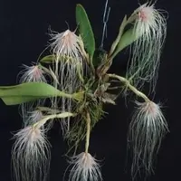 Bulbophyllum medusae sp.