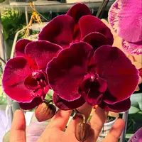 [Bare-root][New] #PA# Phal. Ox Black Face 絲絨紅天鵝 [2.4" BS][Sept in stock 26]