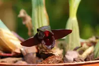 Maxillaria schunkeana — blühfähige Pflanzen