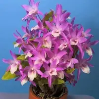 Dendrobium Rainbow Dance 'Akazukin '