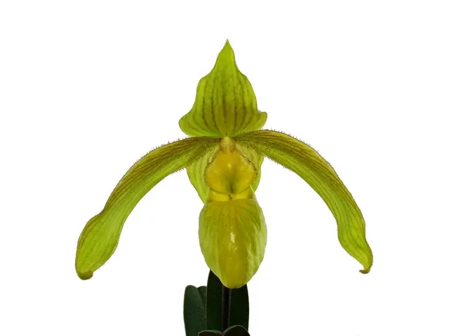 Paphiopedilum Giselher