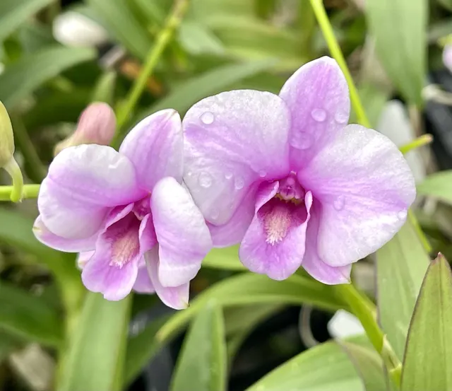Dendrobium bigibbum (Dendrobium)