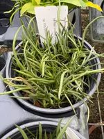 COMPOT-Oncidium stacyi