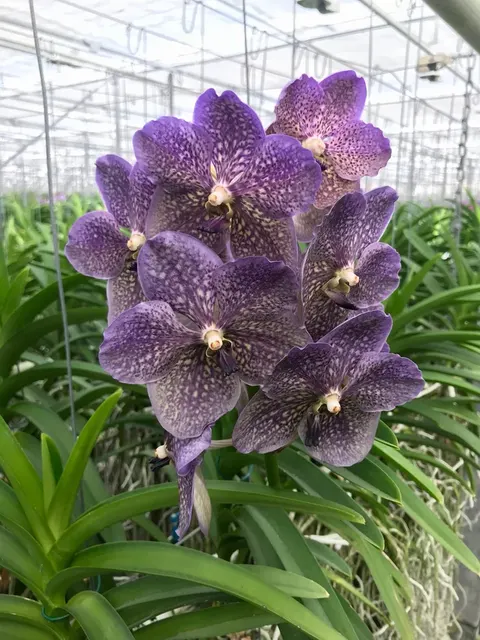 Vanda Rothschildiana