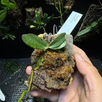 Aerangis somalensis