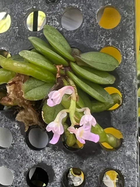 Schoenorchis seidenfadenii (Schoenorchis)