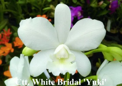 Cattleya White Bridal 'Yuki' (Cattleya)