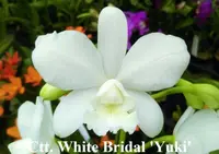 C. White Bridal 'Yuki' (M373) (Hybrid)