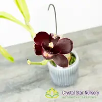 Monnierara Jumbo Delight 'Black Onyx' — 2.5" Pot / Without Spike