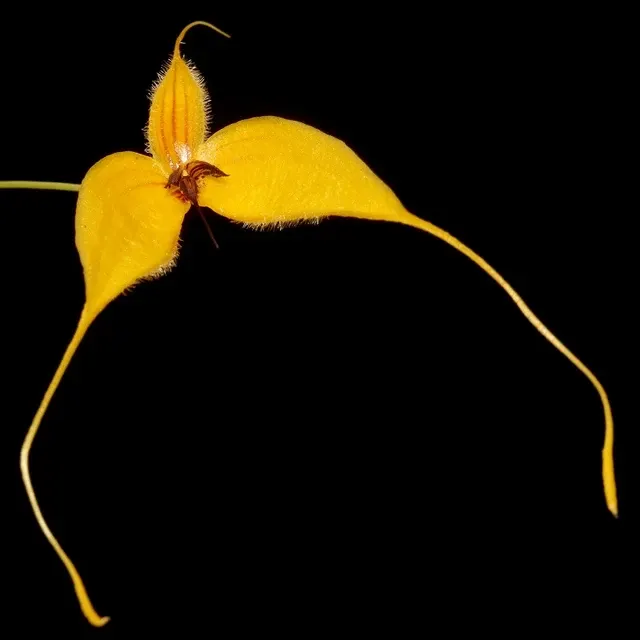 Bulbophyllum championii from (Bulbophyllum)