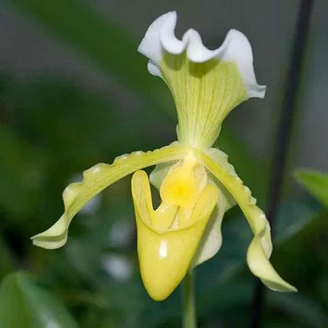 Paphiopedilum insigne var sanderae (Paphiopedilum)