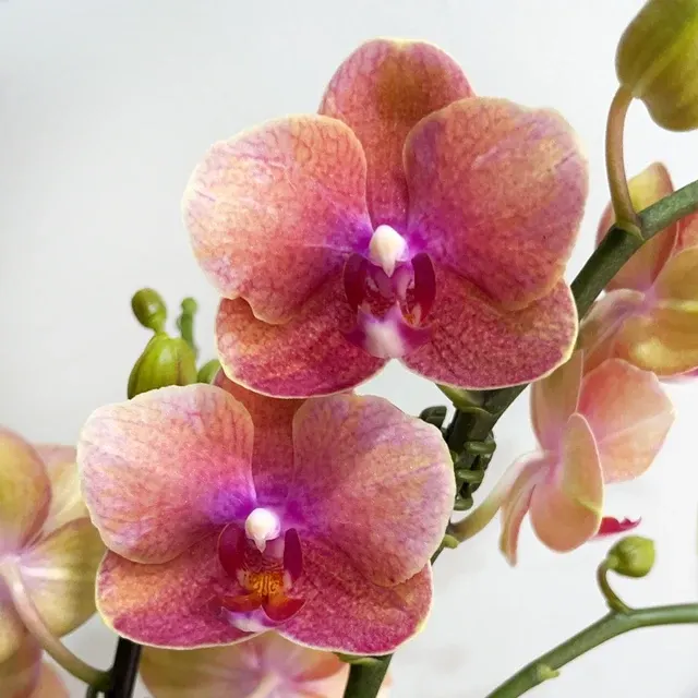 Phalaenopsis Sunflower Berry