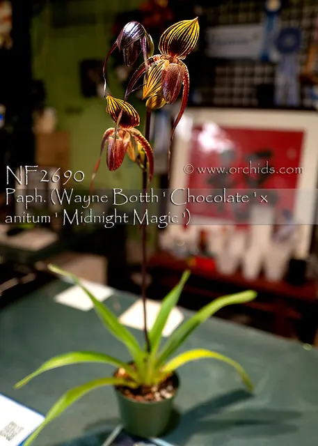 Paphiopedilum Hilo Night Hawk 'Note: Husky Plant' (Paphiopedilum)