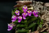 Schoenorchis scolopendria