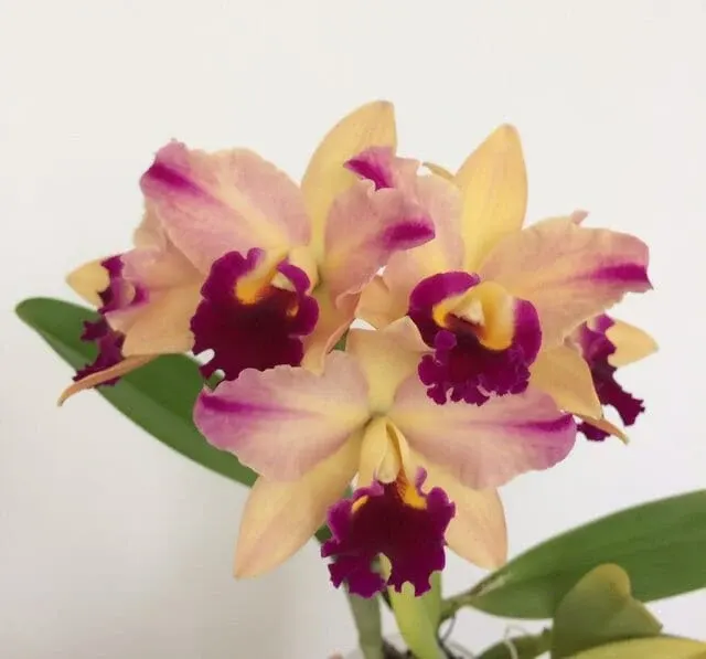 Cattleya Alliance - Blc. Toshi’s Magic ‘Doris’