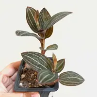 2" Orchid Jewel