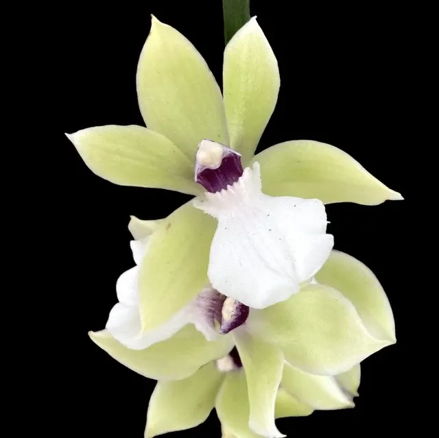 Zygopetalum alba