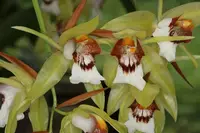 Coelogyne marmorata