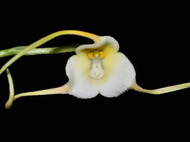 Dracula velutina (Dracula)
