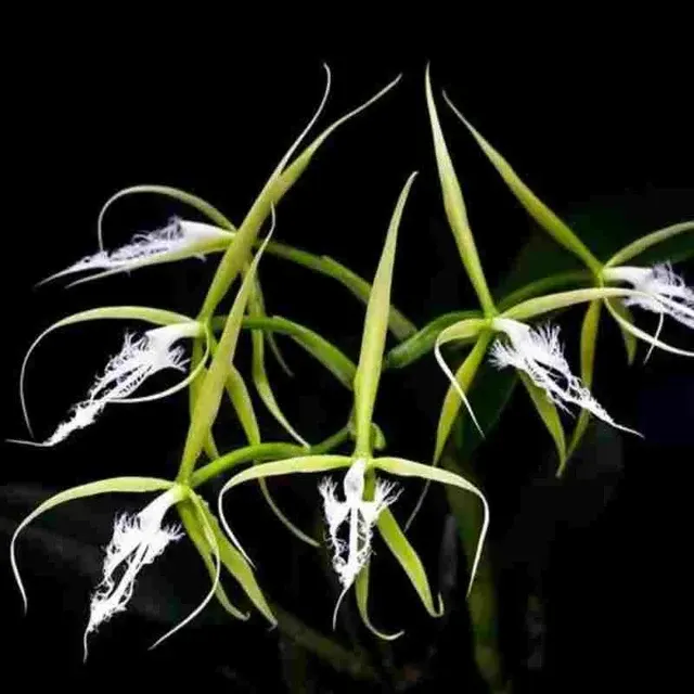 Epidendrum ciliare sp (Epidendrum)