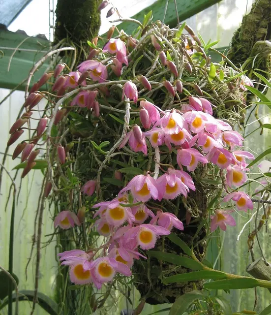 Dendrobium Loddigesi X Pierardii