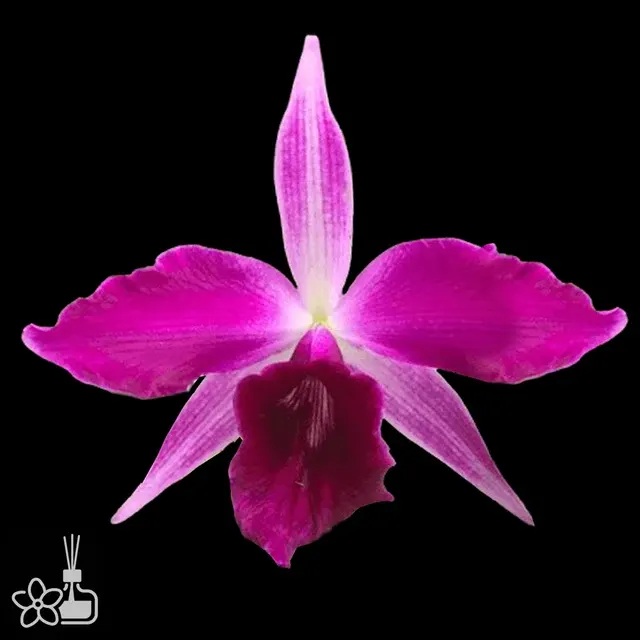 Cattleya purpurata 'flamea' x 'sanguinea henrique'