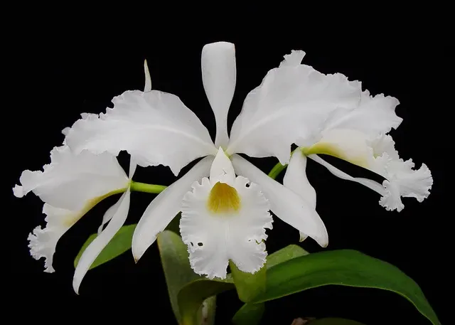 Cattleya warneri 'Claire' (Cattleya)