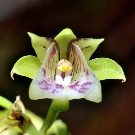 Oeceoclades pulchra x roseovariegata (Oeceoclades)
