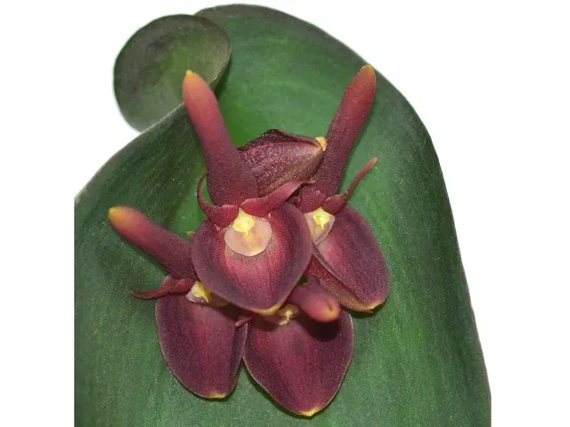 Pleurothallis calceolaris (Pleurothallis)