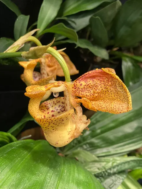 Coryanthes elegantium x self 'Naranja'